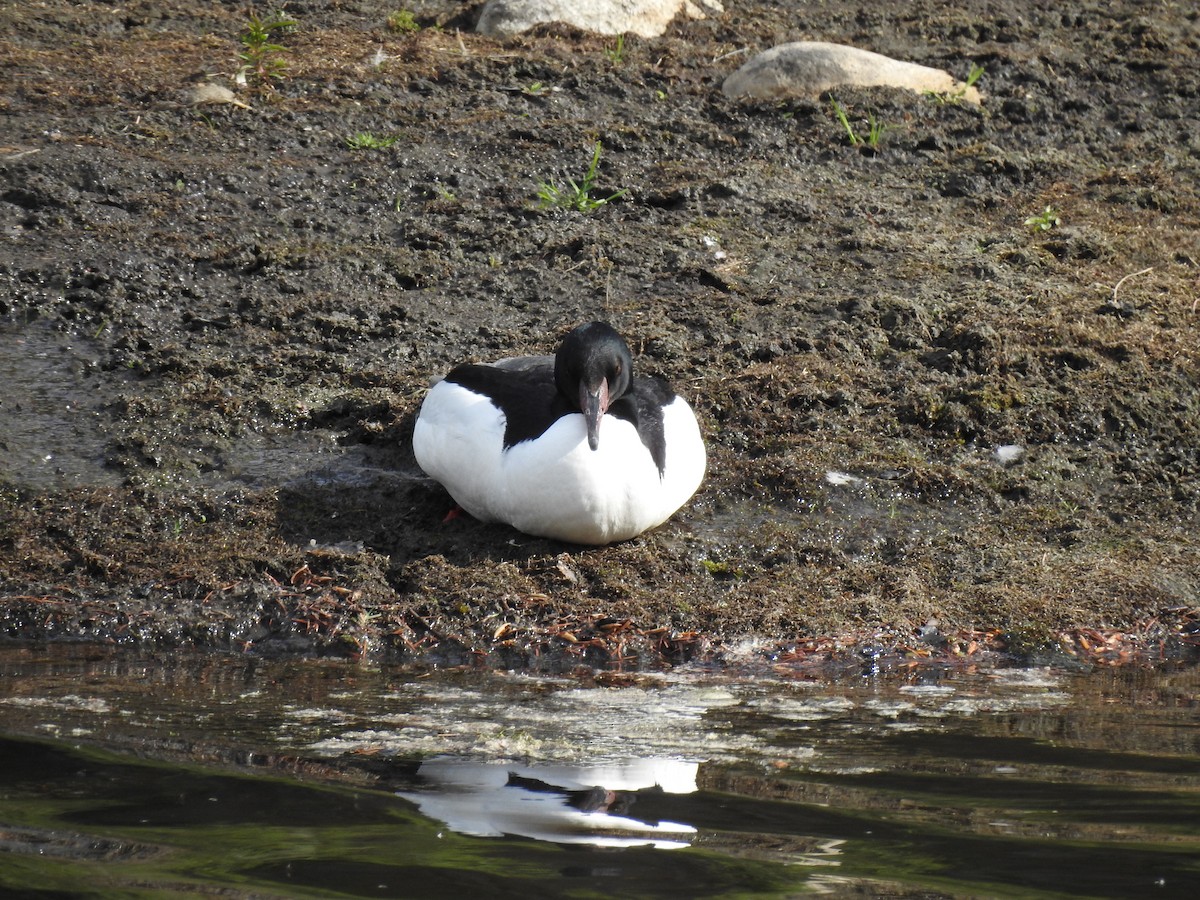 Common Merganser - ML618799918