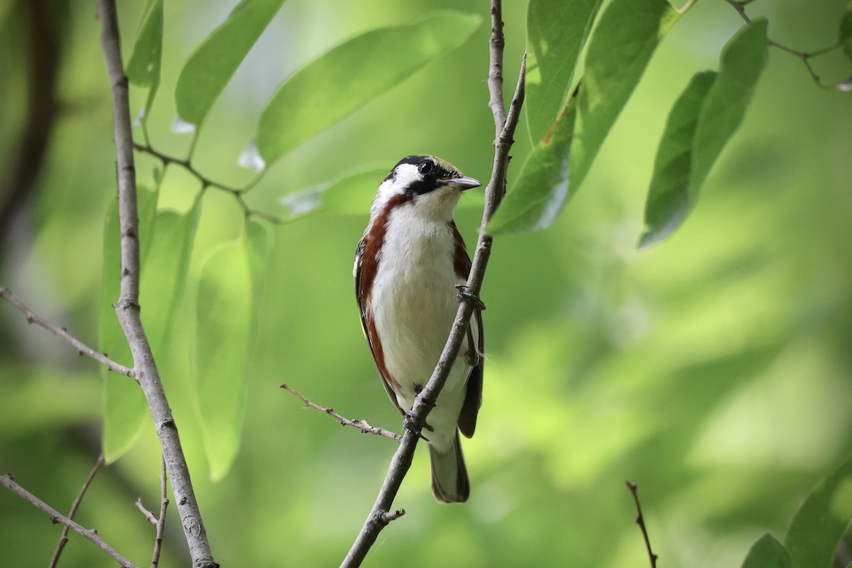 Chestnut-sided Warbler - Drew Allen