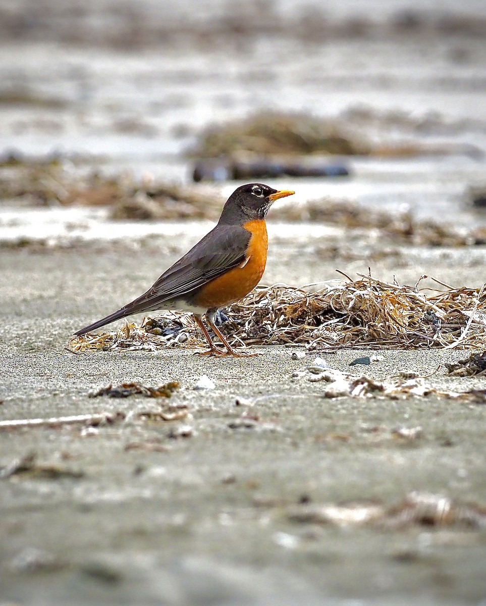 American Robin - ML618799941