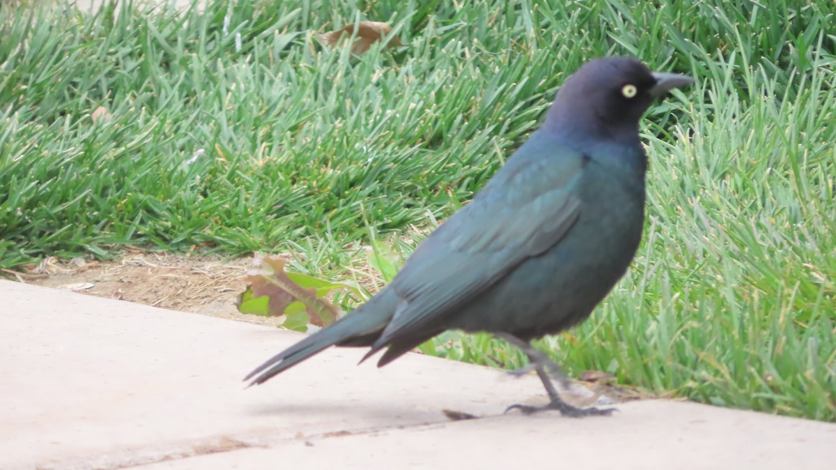 Brewer's Blackbird - ML618799944