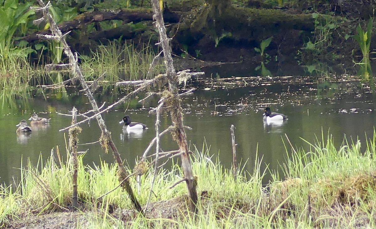 Ring-necked Duck - Mary McCafferty