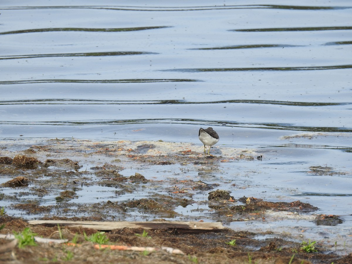 Solitary Sandpiper - ML618799951