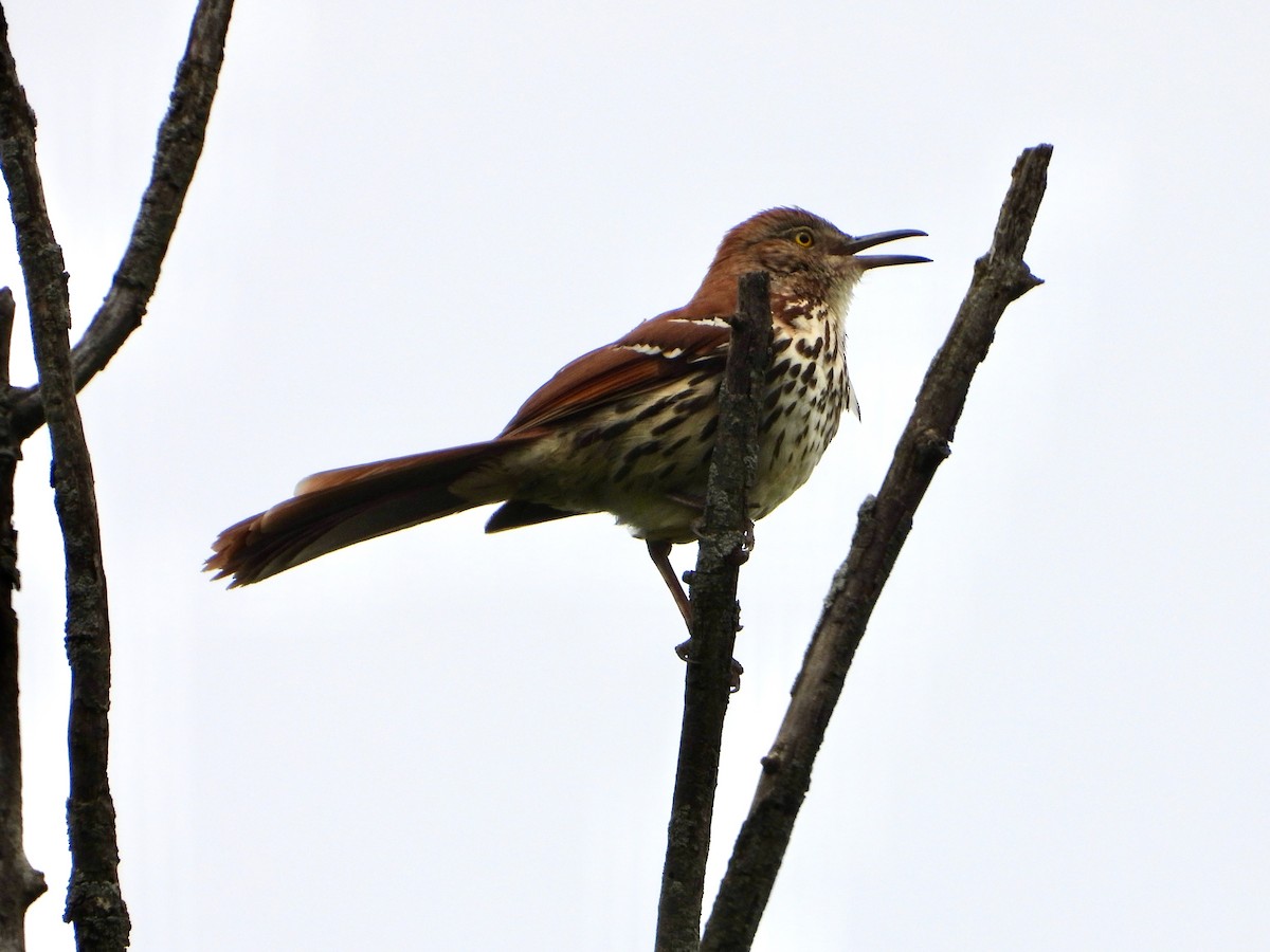 Brown Thrasher - Kisa Weeman