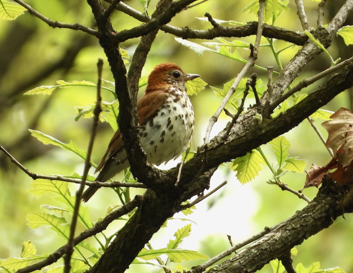 Wood Thrush - Kisa Weeman