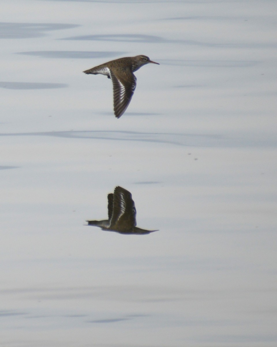 Spotted Sandpiper - Liz Almlie