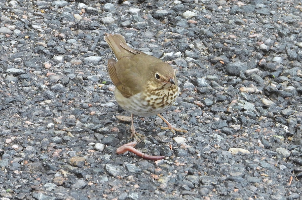 Swainson's Thrush - Valentina Roumi