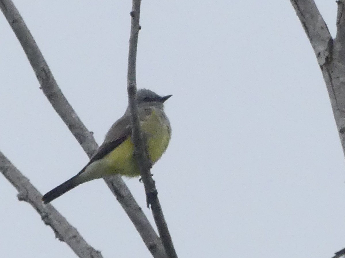 Western Kingbird - ML618800027