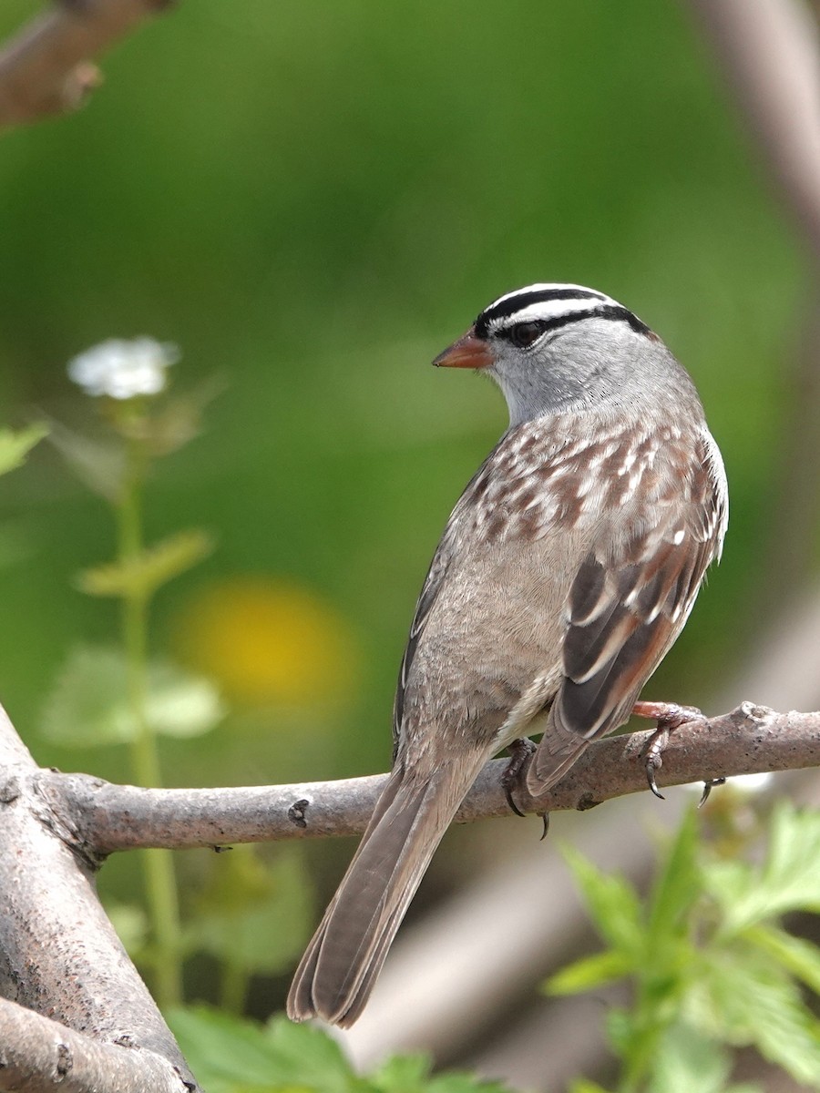 White-crowned Sparrow - Jose Gagnon