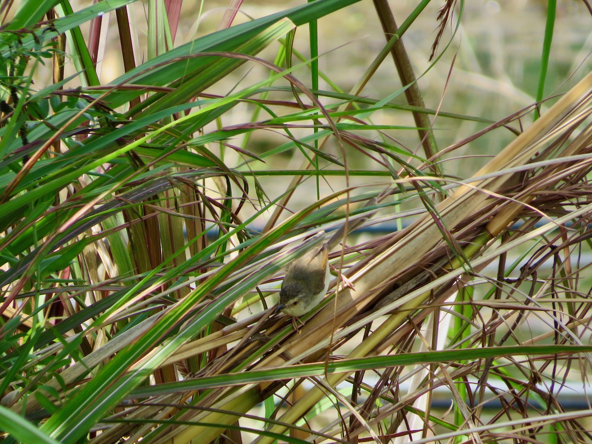 Oriental Reed Warbler - Paul Dennis