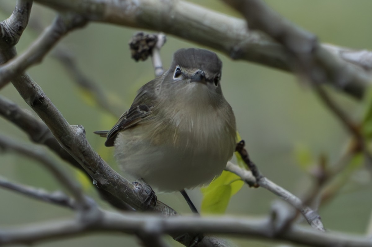 Cassin's Vireo - John Salisbury