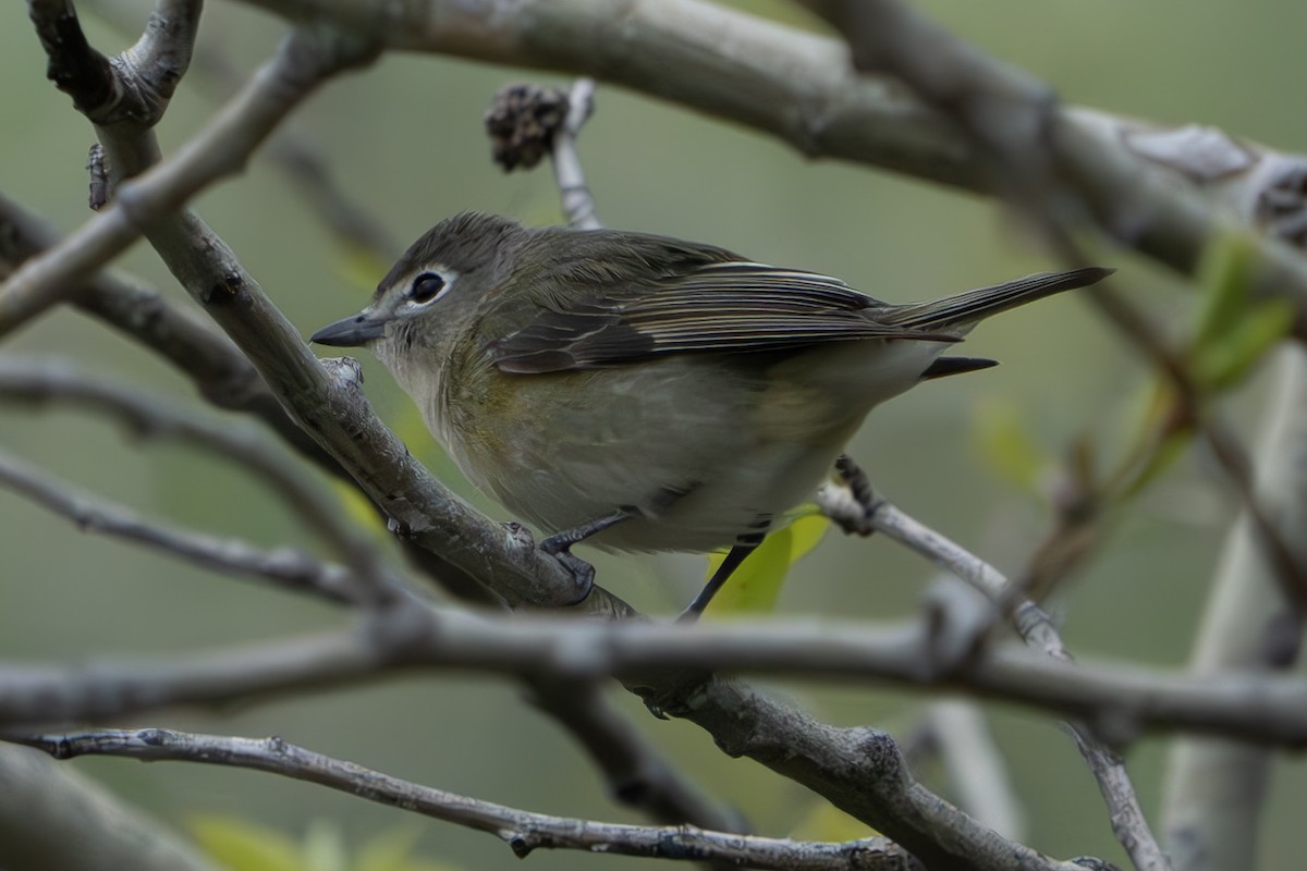 Cassin's Vireo - John Salisbury