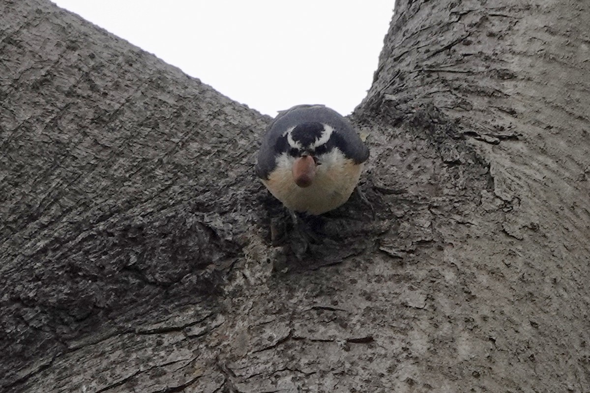 Red-breasted Nuthatch - ML618800101