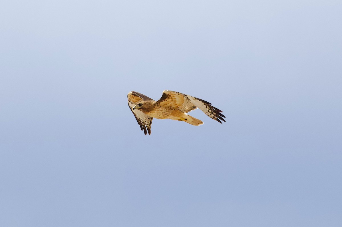 Red-tailed Hawk - Bill Schneider