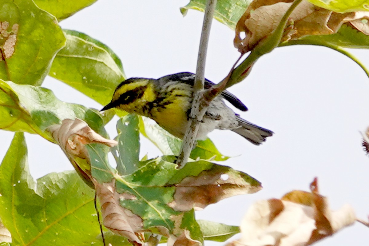 Townsend's Warbler - Steve Neely