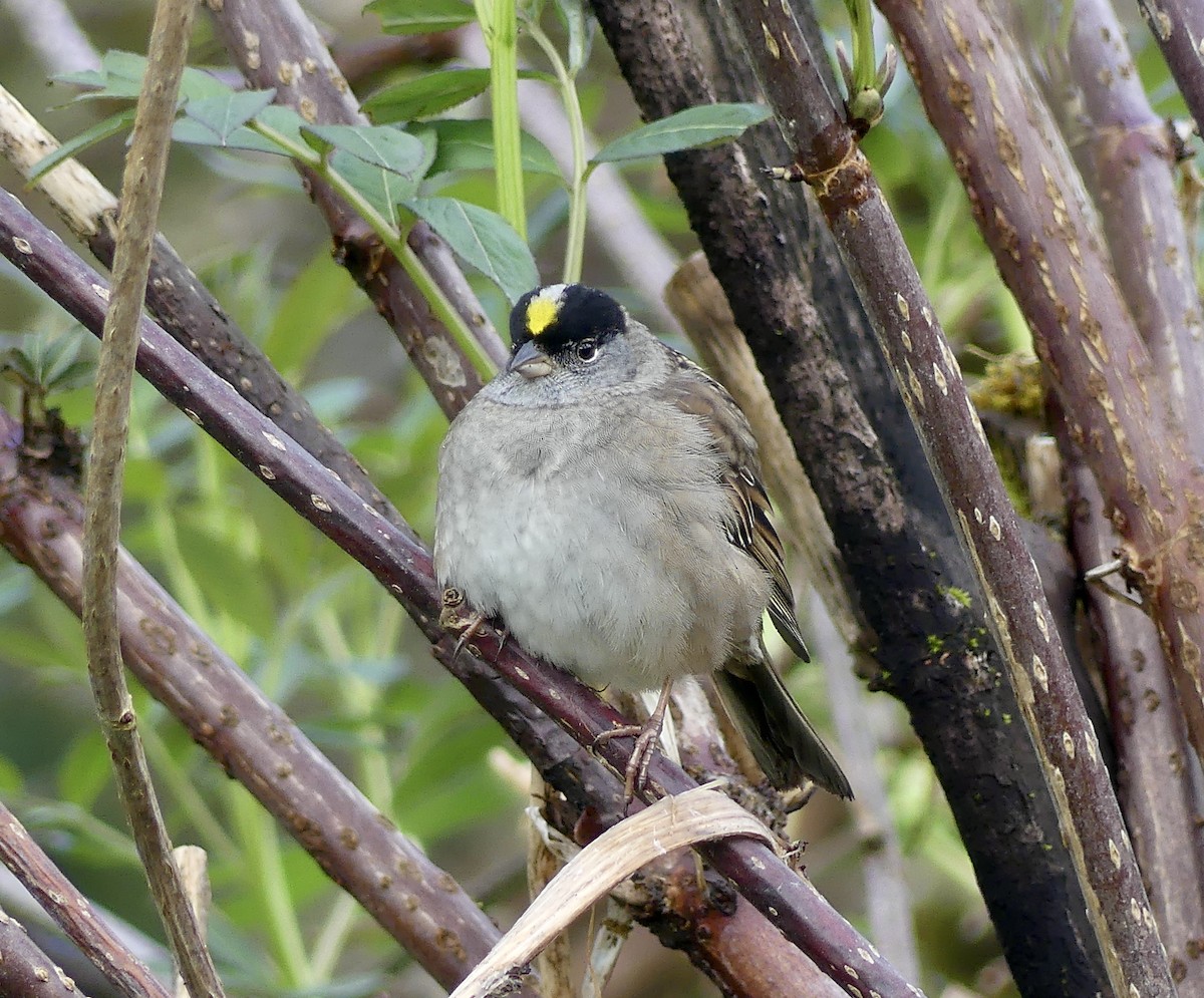 Golden-crowned Sparrow - Mary McCafferty