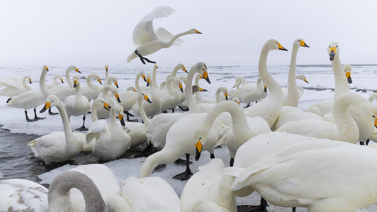 Whooper Swan - Kenneth Cheong