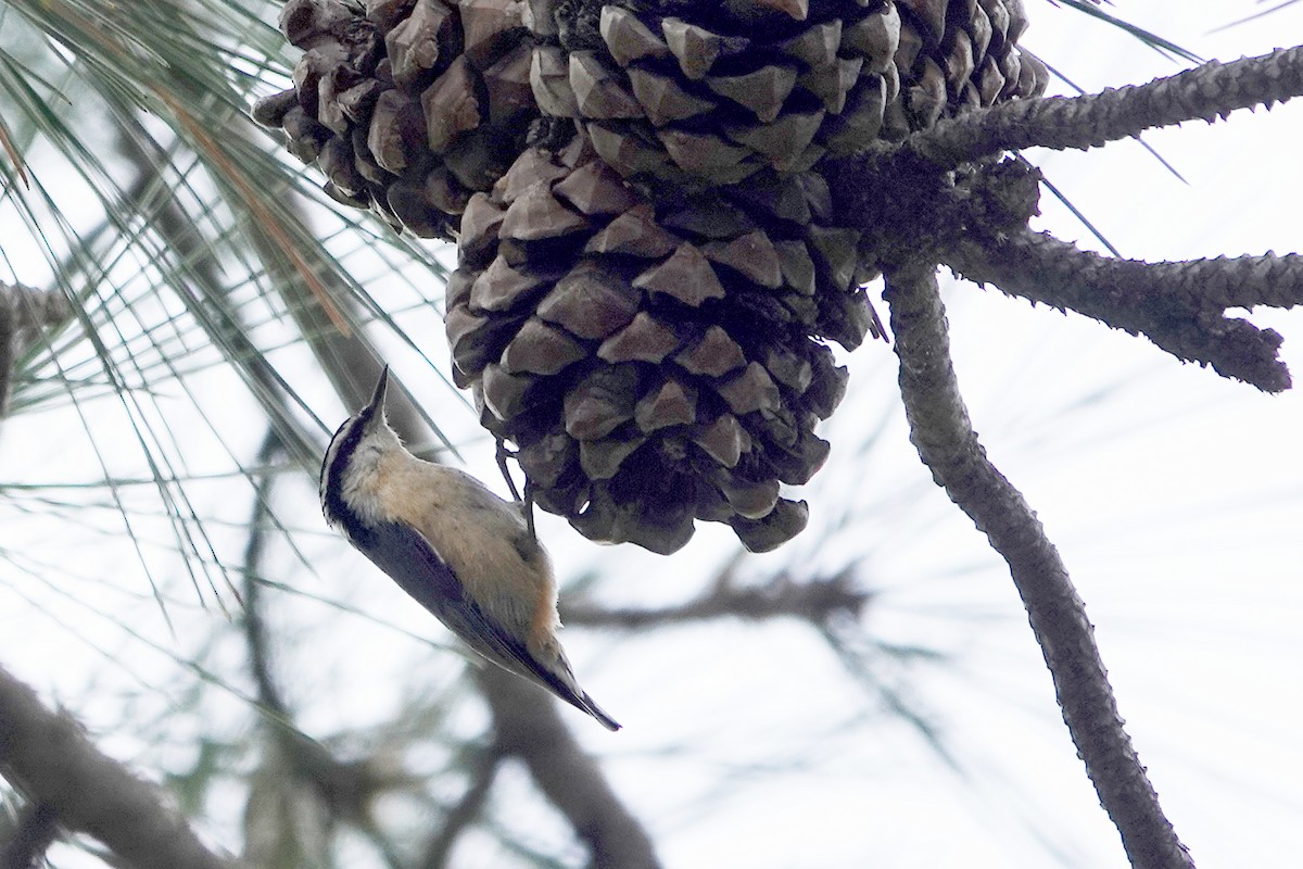 Red-breasted Nuthatch - ML618800130