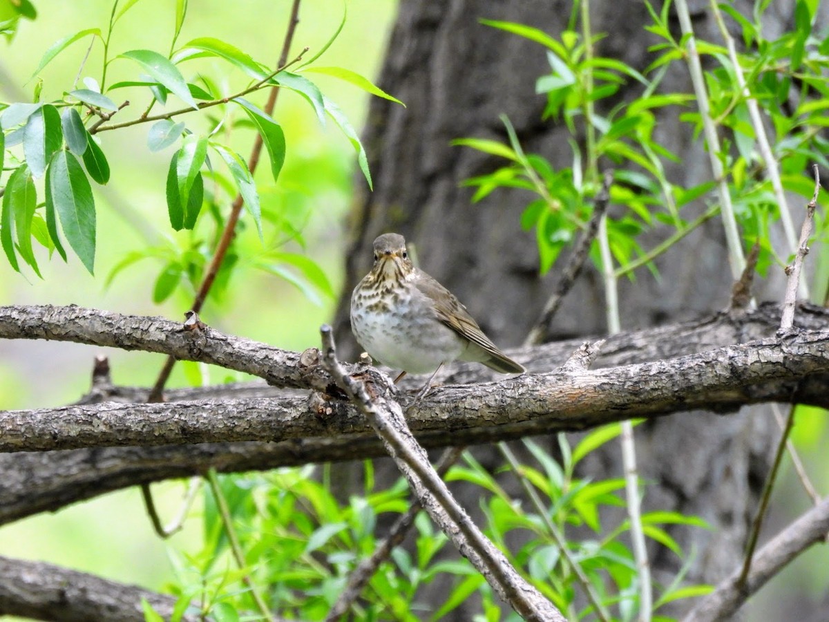 Swainson's Thrush - patricia kuzma sell