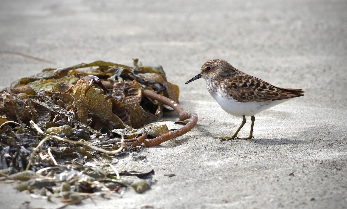 Western Sandpiper - ML618800132