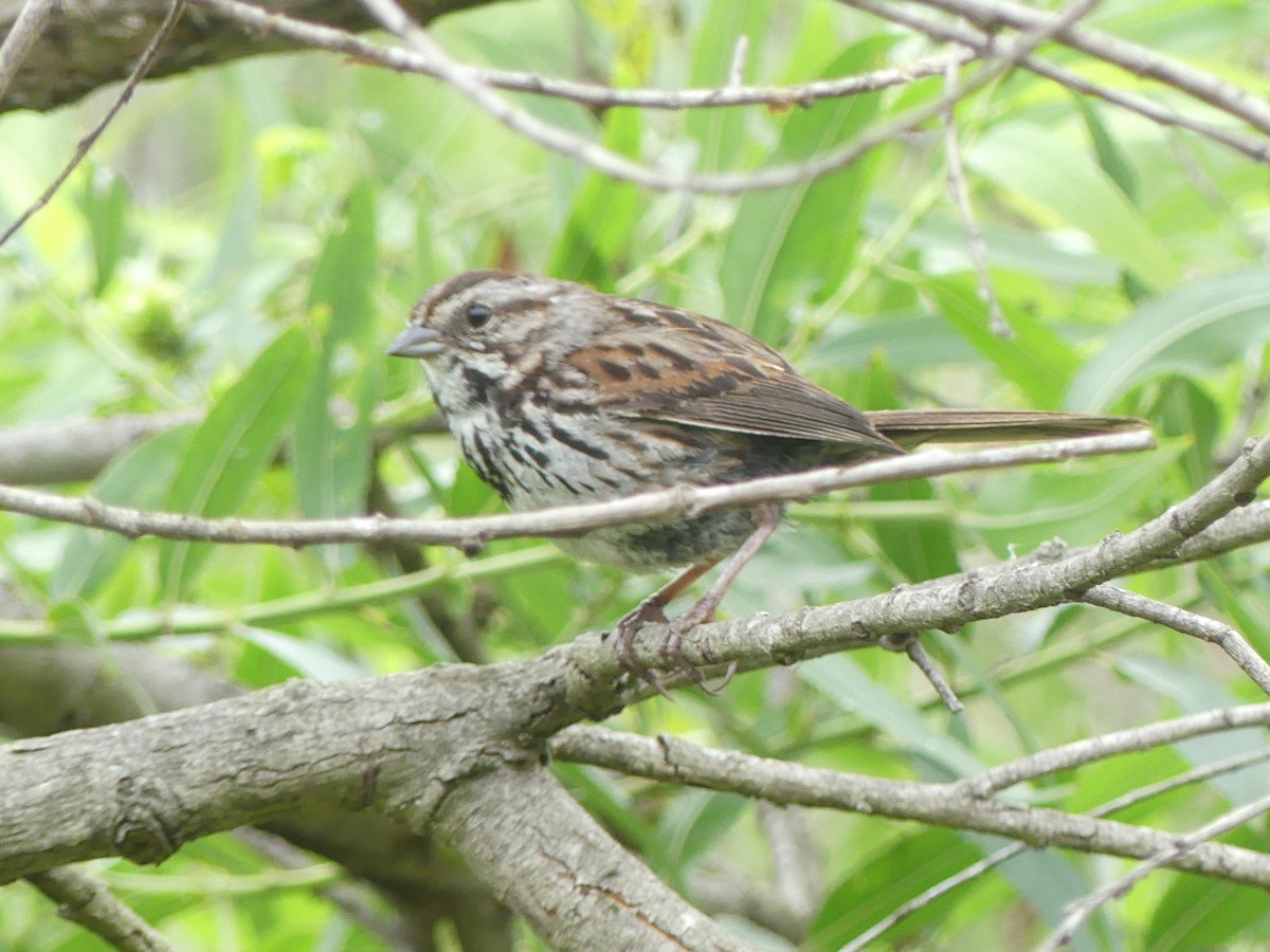 Song Sparrow - Jeanine Merrill