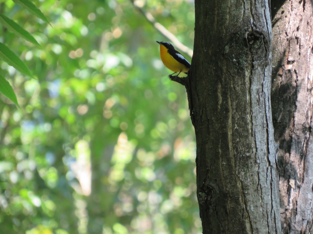 Yellow-rumped Flycatcher - Paul Dennis