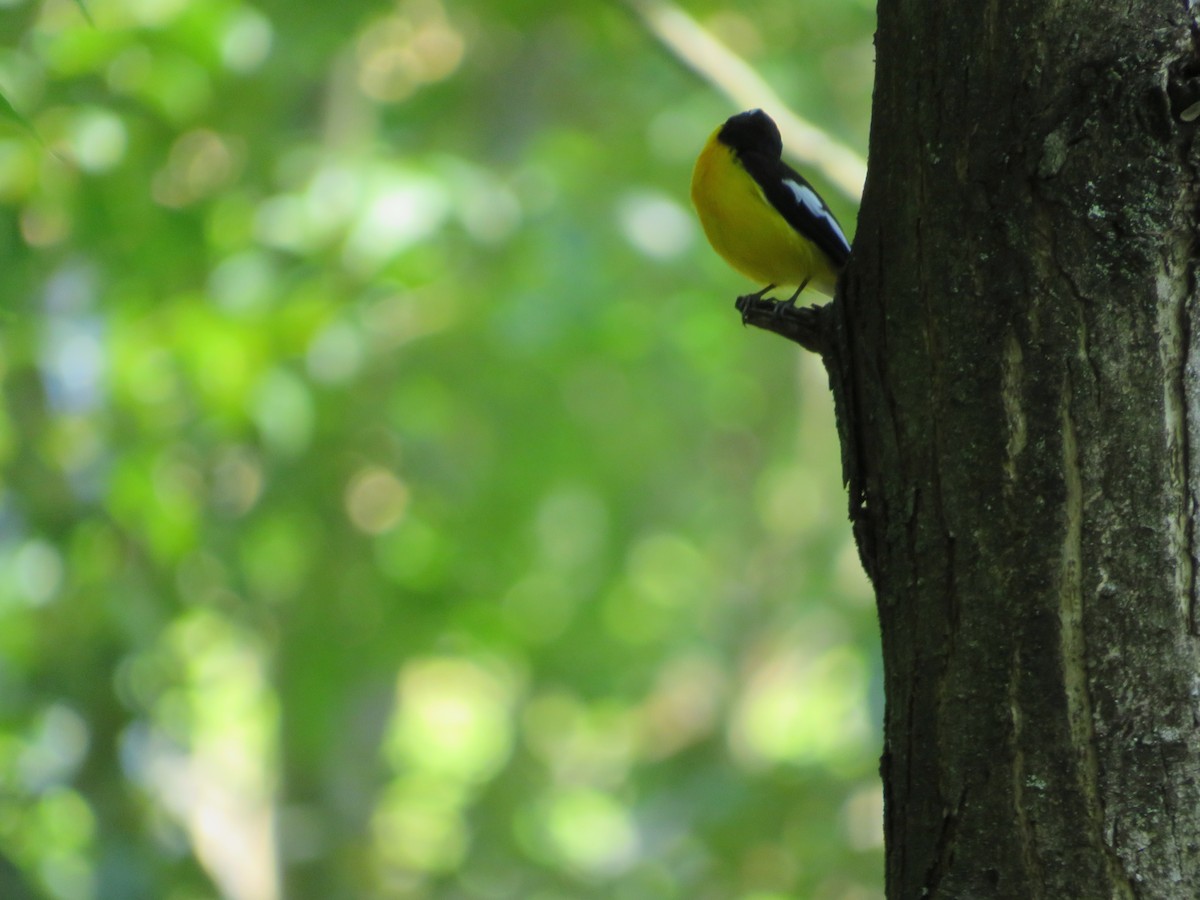 Yellow-rumped Flycatcher - Paul Dennis