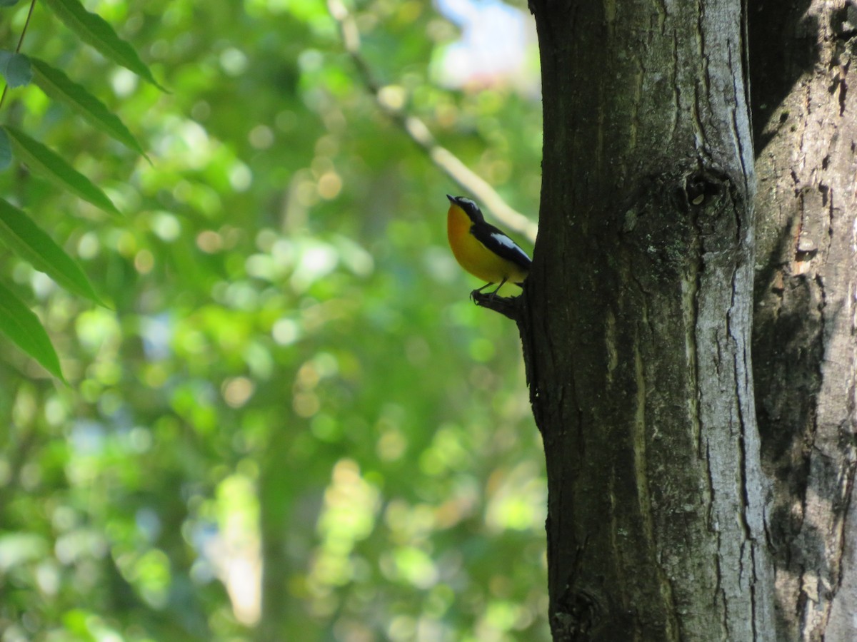 Yellow-rumped Flycatcher - Paul Dennis