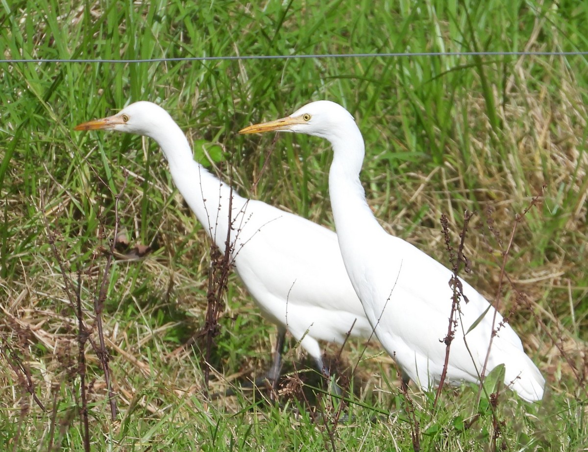 Eastern Cattle Egret - Stephan Megroz