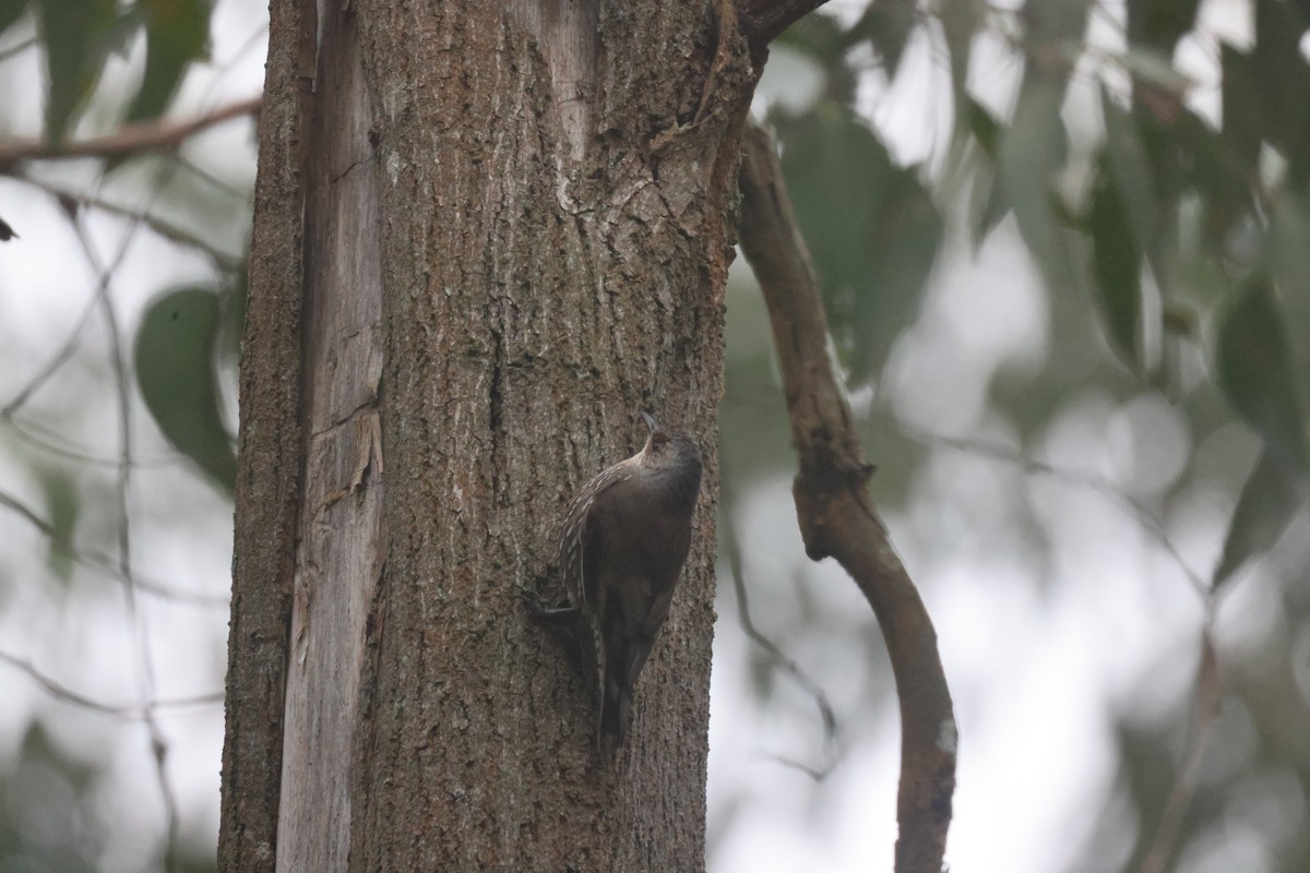 White-throated Treecreeper - GEOFFREY SHINKFIELD