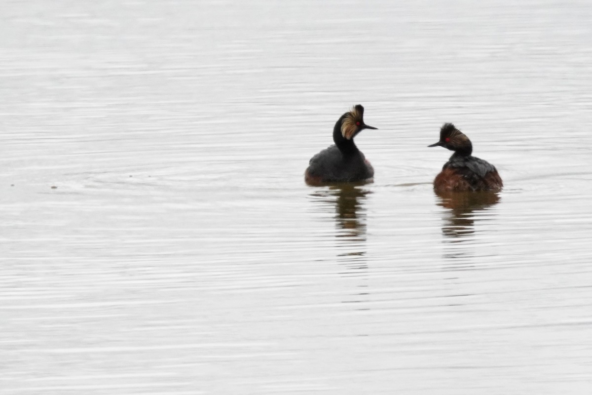 Eared Grebe - Kristy Dhaliwal