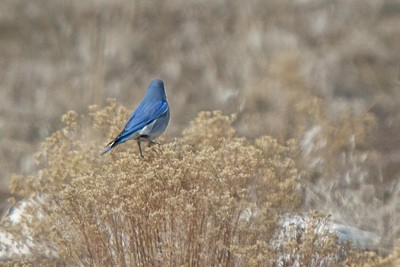 Mountain Bluebird - John Richards