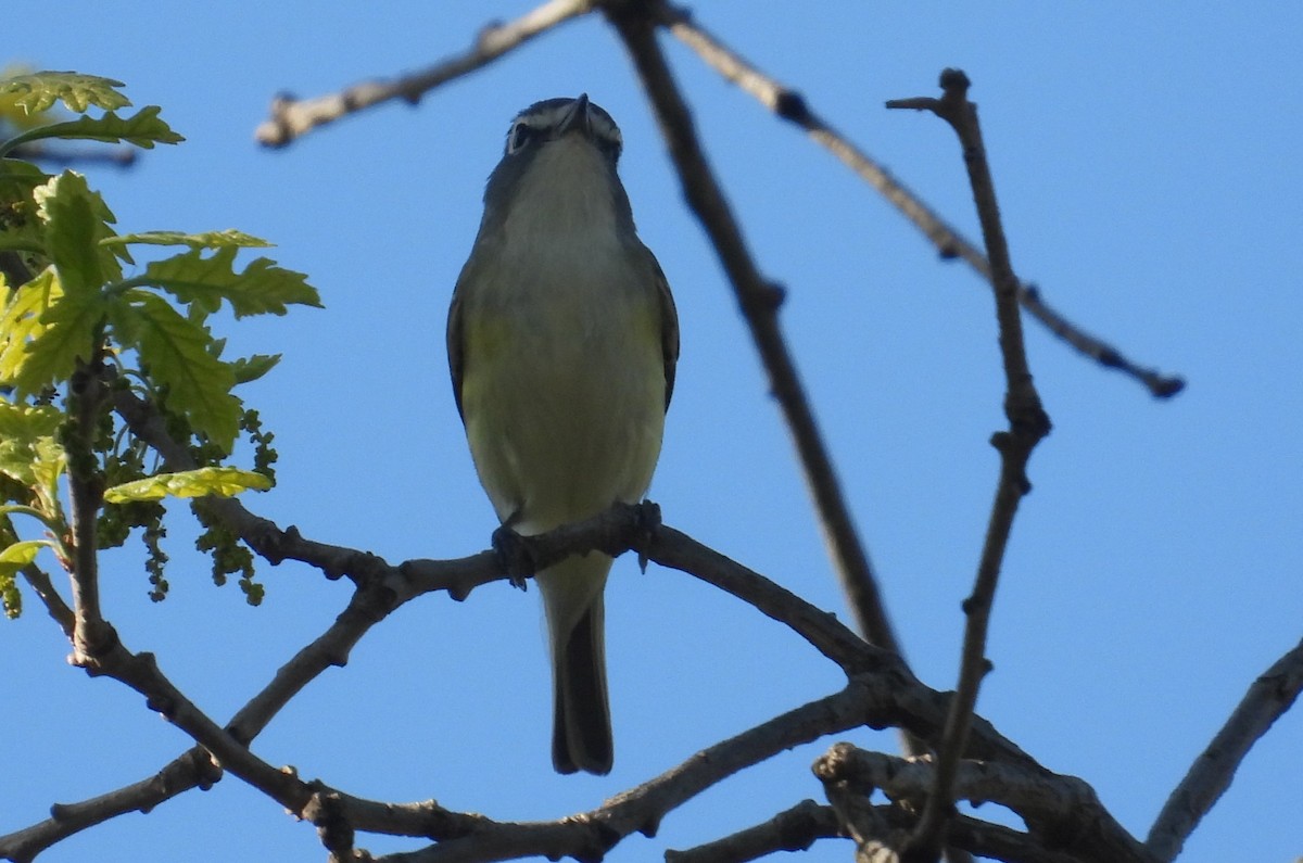 Blue-headed Vireo - Matt Tobin