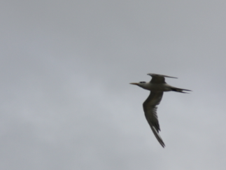 Great Crested Tern - ML618800217