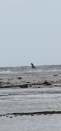 Pacific Reef-Heron - ML618800228