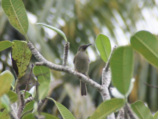 Western Wattled-Honeyeater - ML618800229