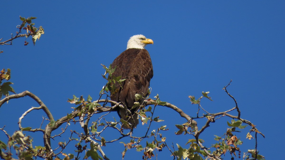 Bald Eagle - Petra Clayton