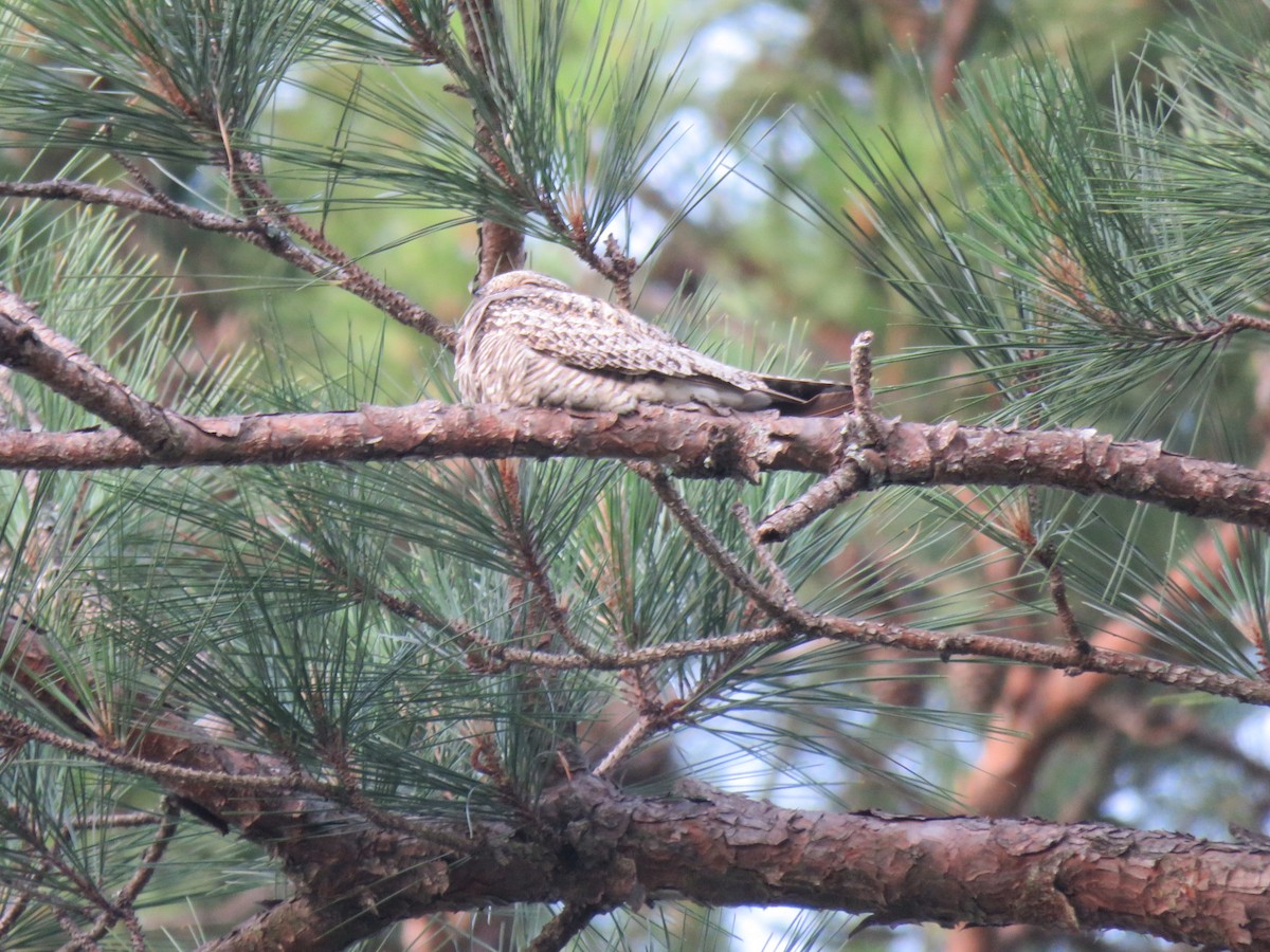 Common Nighthawk - Mike Major