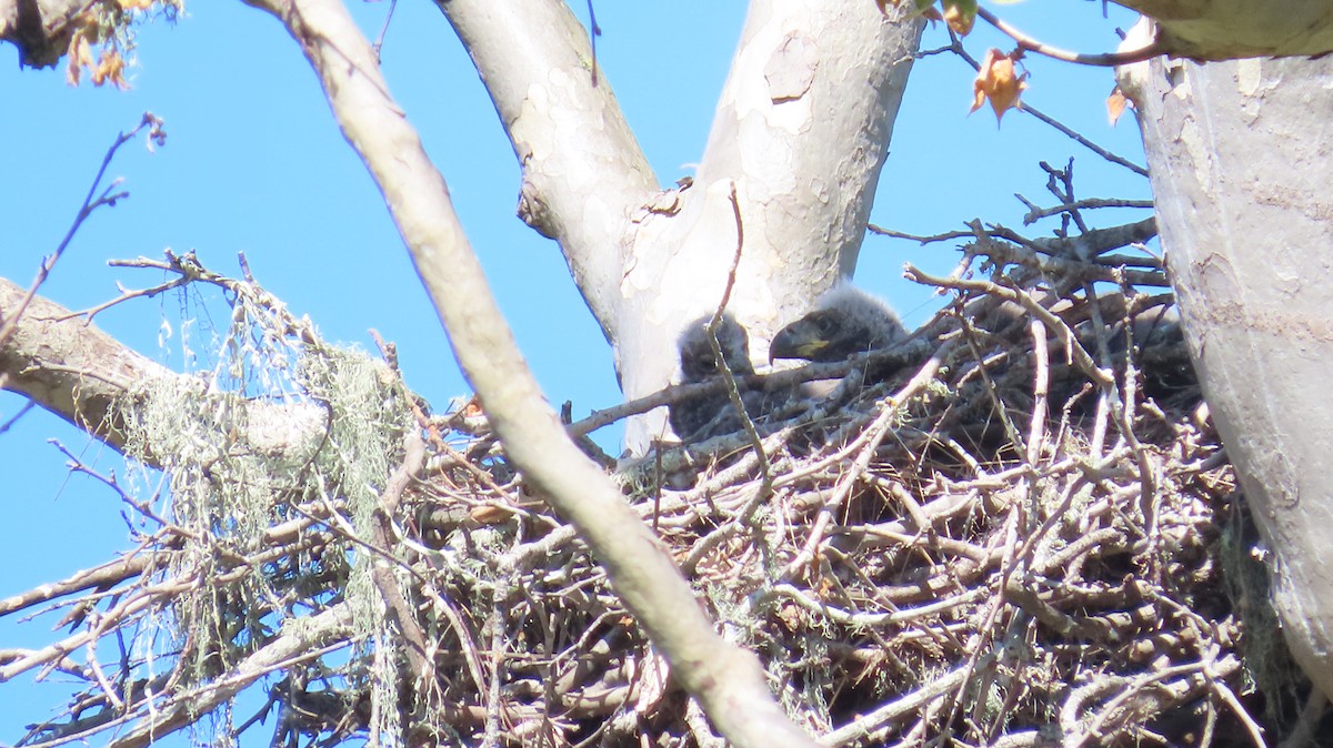 Bald Eagle - Petra Clayton