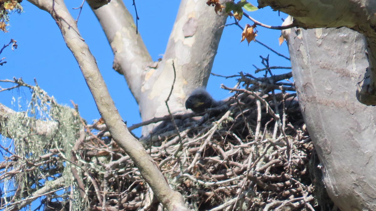 Bald Eagle - Petra Clayton