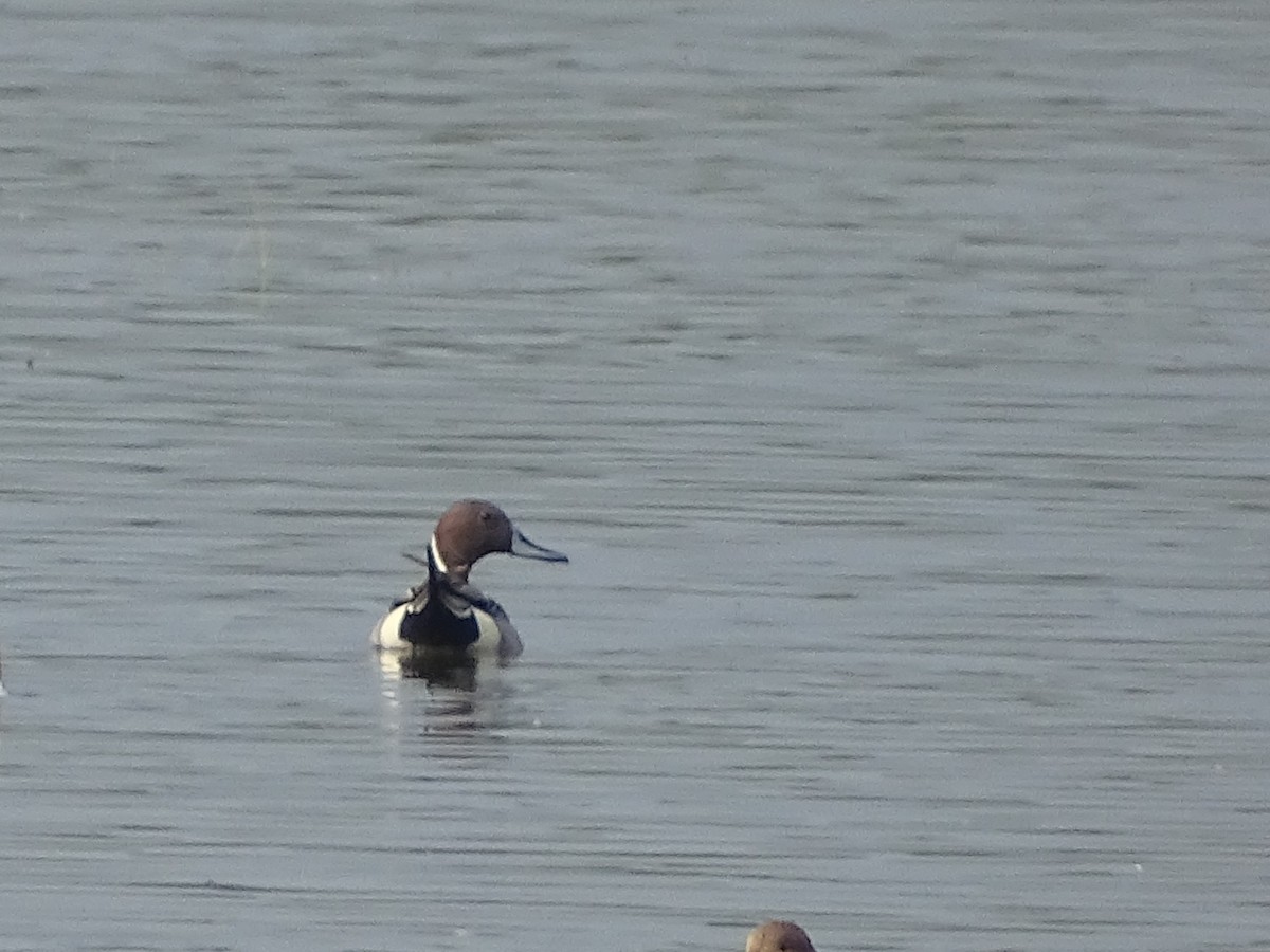 Northern Pintail - Sri Srikumar