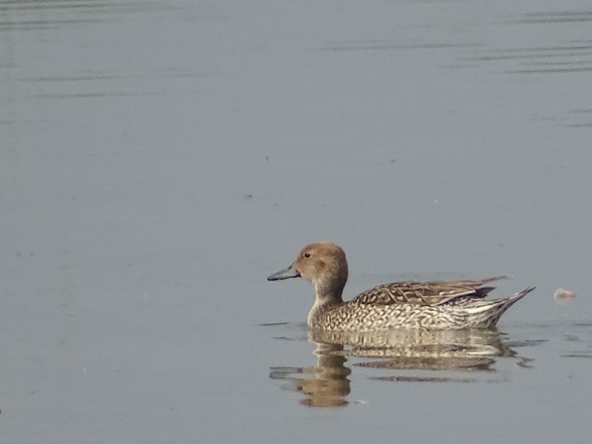 Northern Pintail - Sri Srikumar