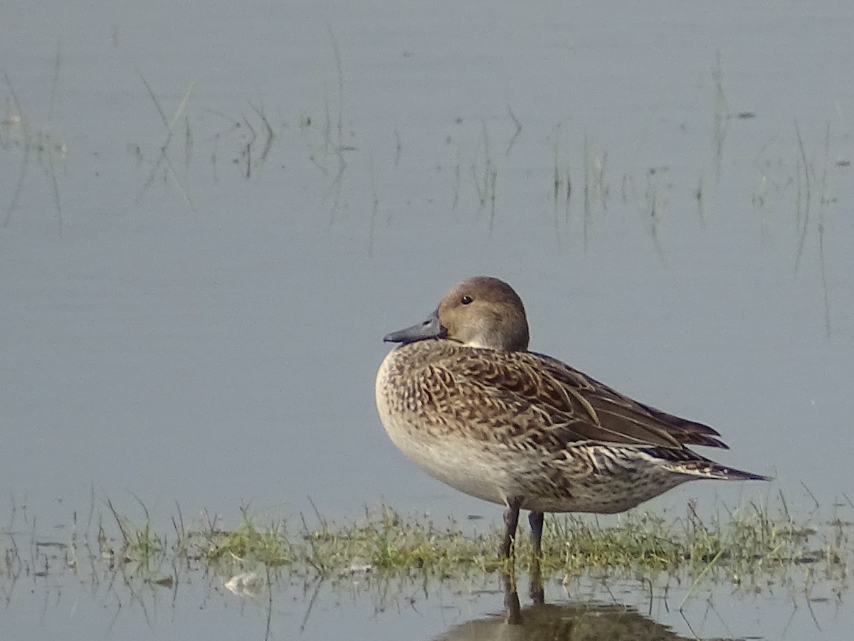 Northern Pintail - Sri Srikumar