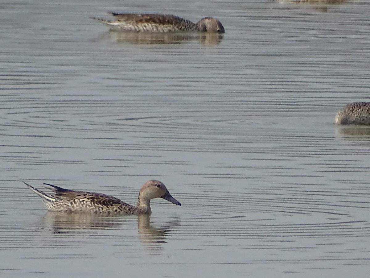 Northern Pintail - Sri Srikumar