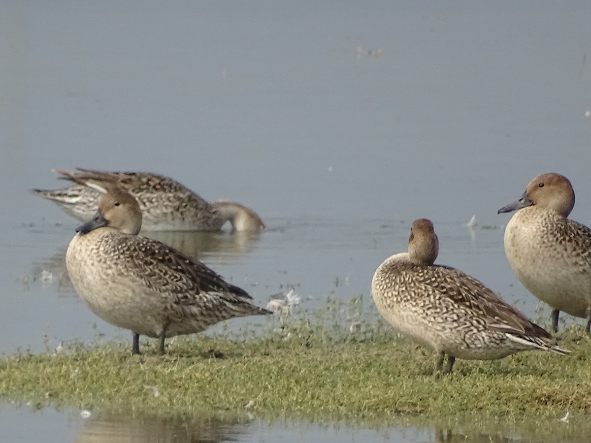 Northern Pintail - Sri Srikumar