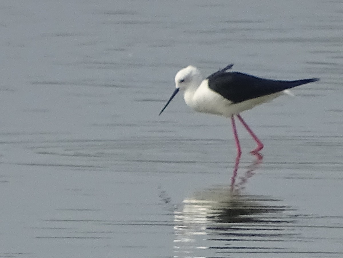 Black-winged Stilt - Sri Srikumar