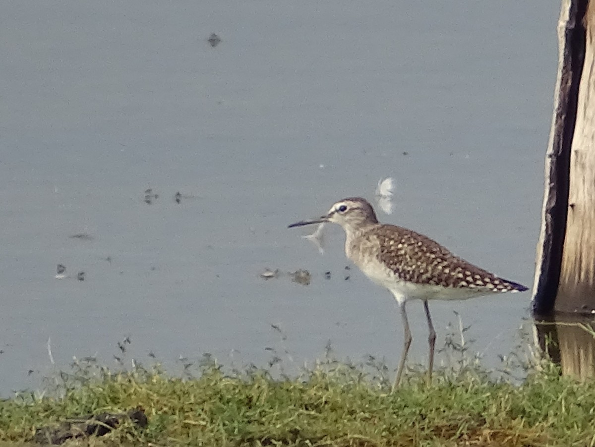 Wood Sandpiper - Sri Srikumar