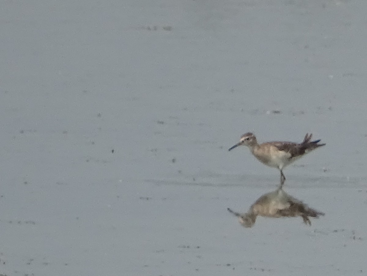 Wood Sandpiper - Sri Srikumar