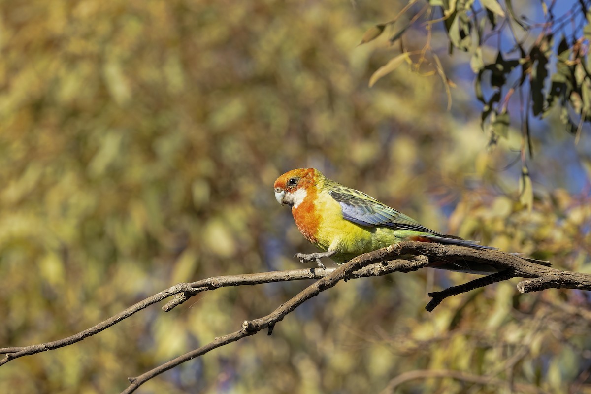 Eastern Rosella - Jill Duncan &  Ken Bissett