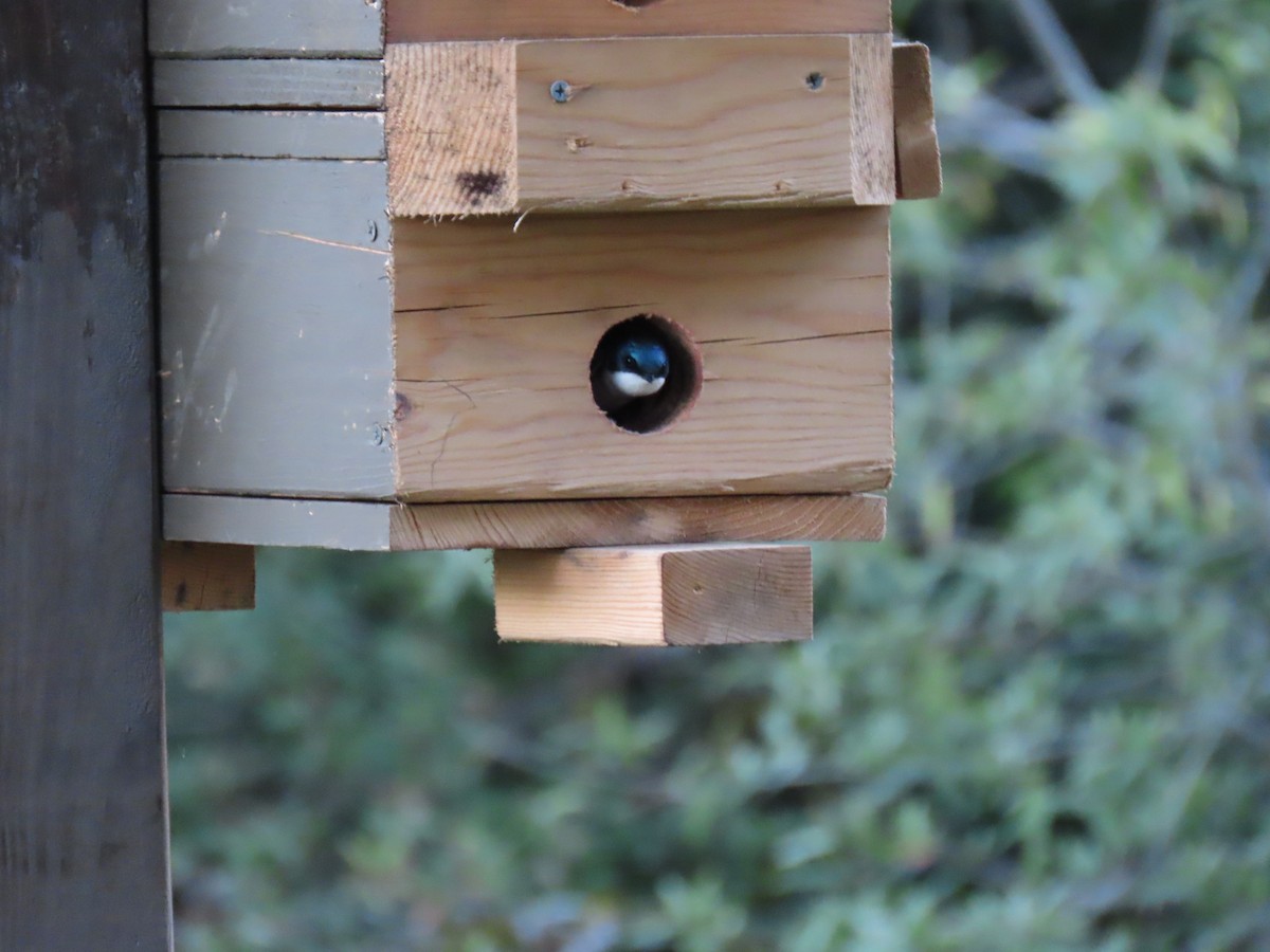 Tree Swallow - Erica Rutherford/ John Colbert