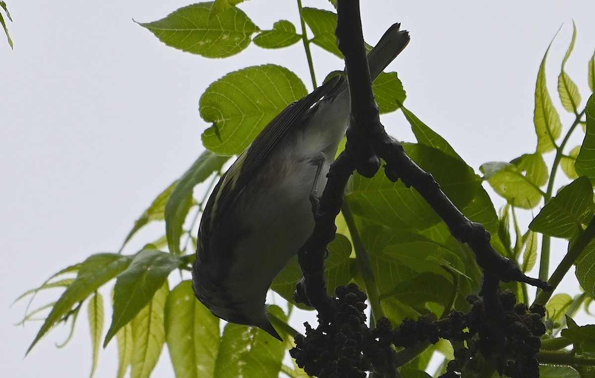 Chestnut-sided Warbler - Chad Ludwig